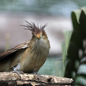 Guck guck
