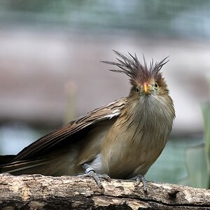 Guck guck [II]