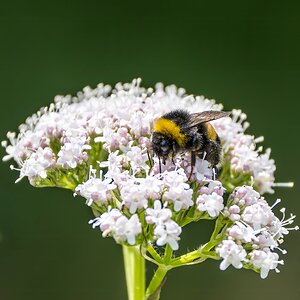 Hummel