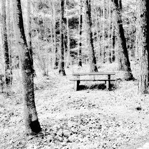 Winterwald