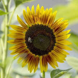 Sonnenblume
