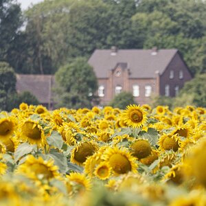 Sommer