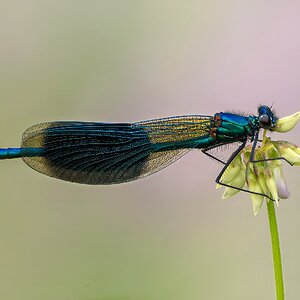 Prachtlibelle