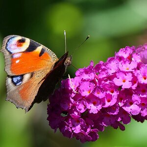 Zeit der Schmetterlinge
