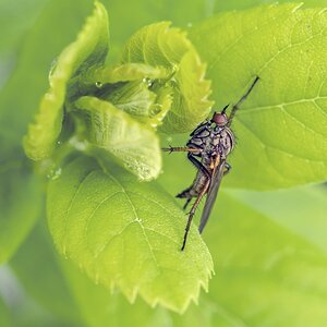 Gewürfelte Tanzfliege