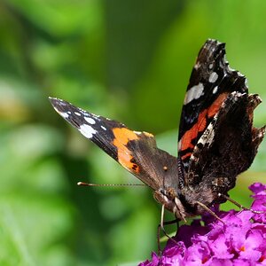 Zeit der Schmetterlinge