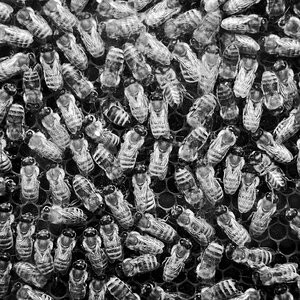 Wimmelbild