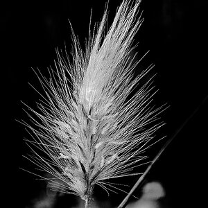 Gras...