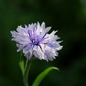 Kornblumenweiß