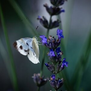 Kohlweißling im Lavendel