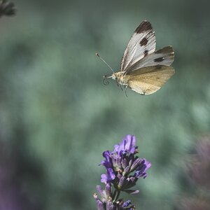 Im Flug erwischt