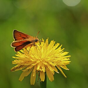 Sommerbote