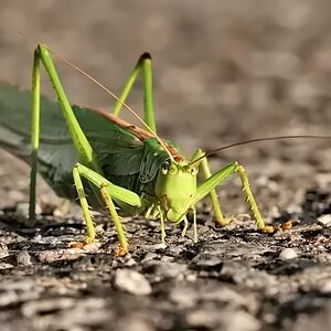 Grüner Hüpfer.