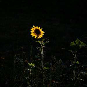 Sonnenblume