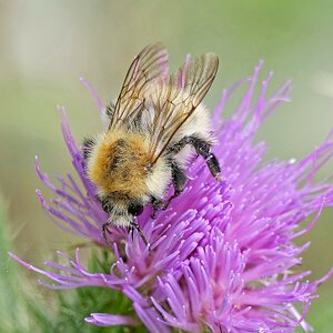 Ackerhummel