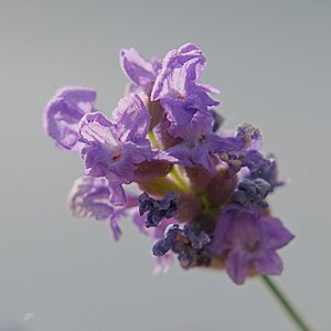 Lavendel