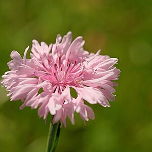Kornblumenrosa