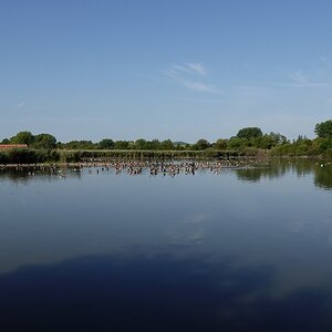 Gänsepanorama
