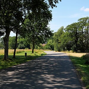Schutzbäume