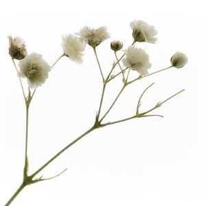 Blüten