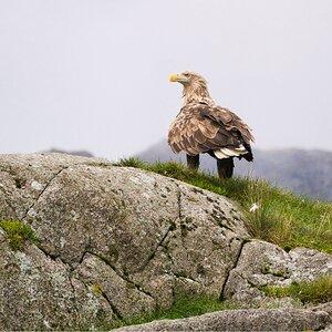 Seeadler