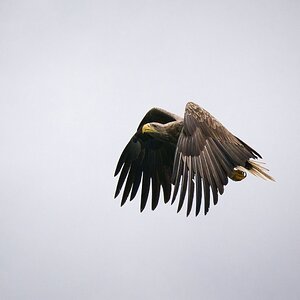 Seeadler 2