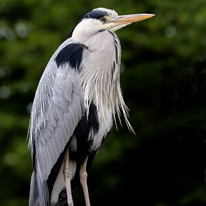 Der Wächter