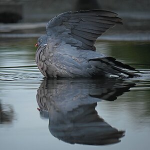 Badespiegelung