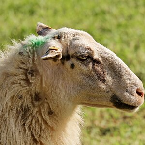 Punk-Schaf.