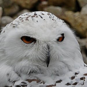 Augen