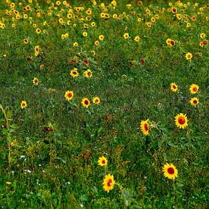 Blumenwiese