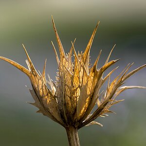 Verblüht (2)