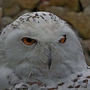Augen 2