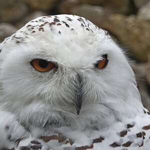 Augen