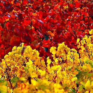 Roter und Weißer