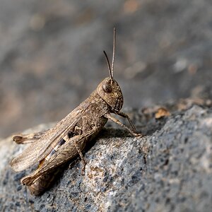 Brauner Grashüpfer