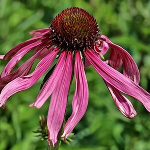 Echinacea