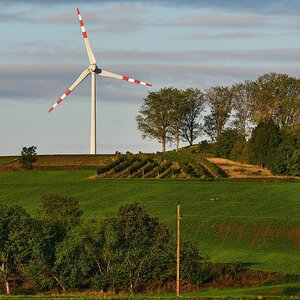 Zwei Rehe im Morgenlicht