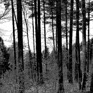 Wald