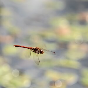 Der Überflieger