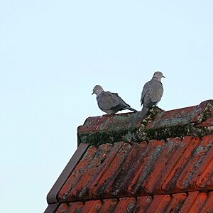 Türkentaubenpärchen
