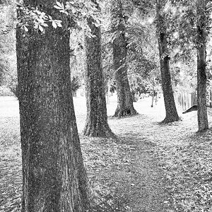 Baumgruppe im Park