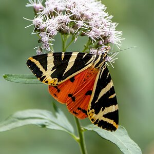 Spanische Flagge/Russischer Bär - Schmetterling