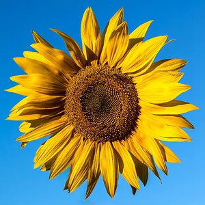 Sonnenblume