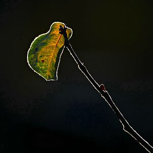 Herbst