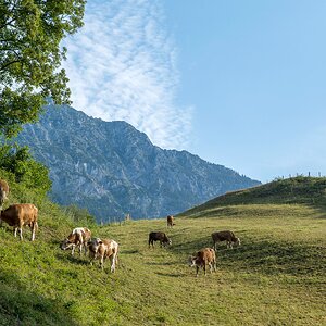 Kühe auf der Weide