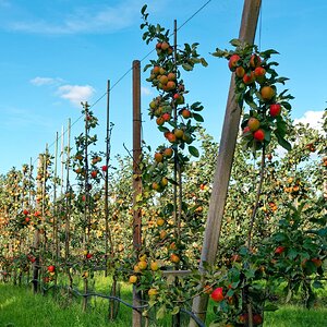 De Betuwe . De fruittuin van NL
