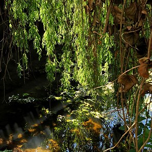 Trauerweide 02, Zweige am Wasser © Allmiene GP, G91 II - P1012298.jpg