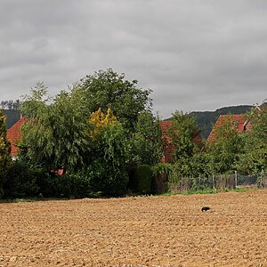 Abgeerntet