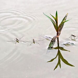 Wasserläufer